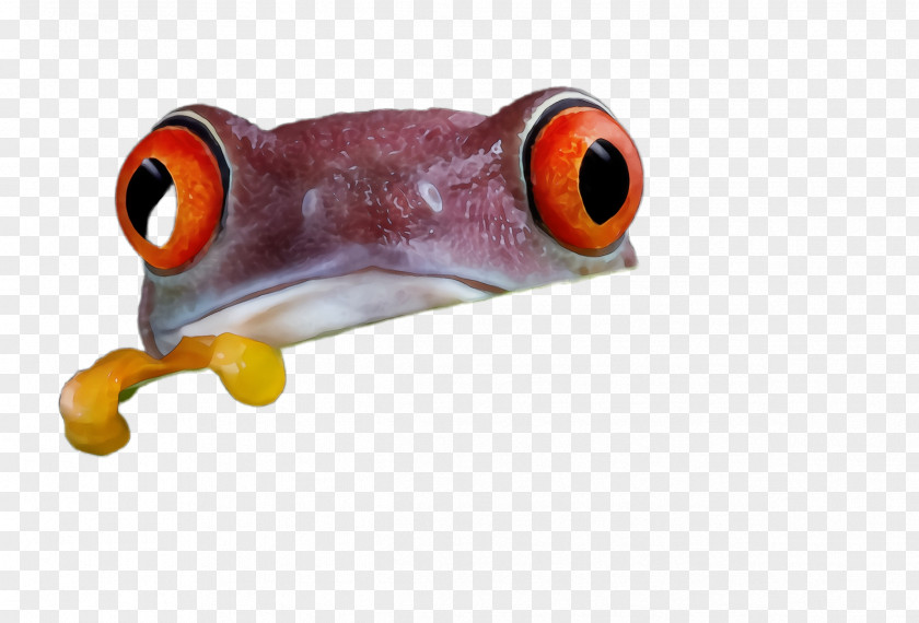 Anemone Fish PNG