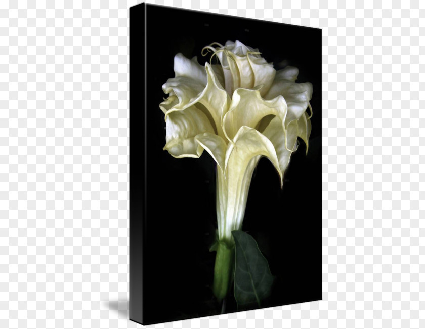 Angel Trumpet Daturas Flower Tulip Floral Emblem Design PNG