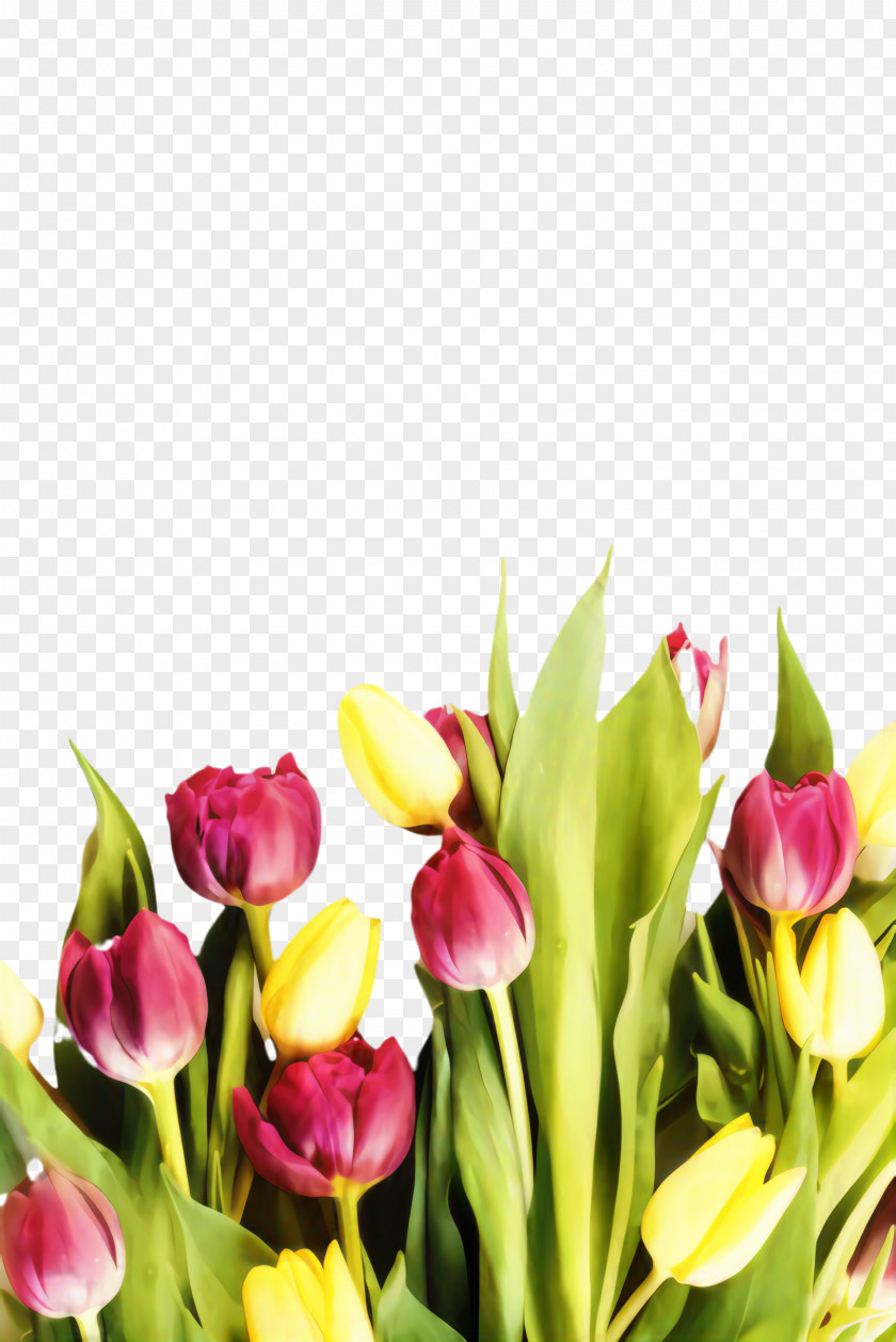 Flower Arranging Lily Family Floral Spring Flowers PNG