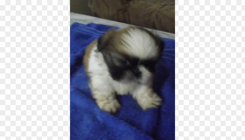 Shih Tzu Havanese Dog Morkie Chinese Imperial Lhasa Apso PNG