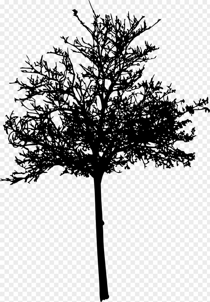 Tree Silhouette Wichita Woody Plant Twig PNG