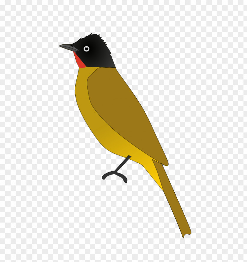Bird Eurasian Golden Oriole Common Nightingale Red-whiskered Bulbul India PNG