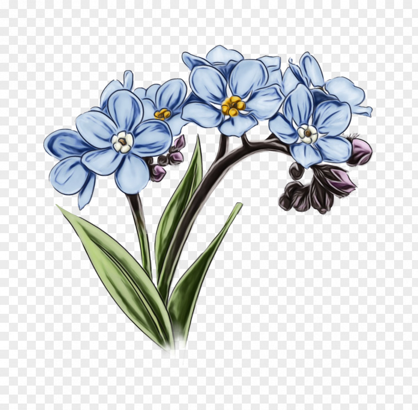 Borage Family Iris Flowers Background PNG