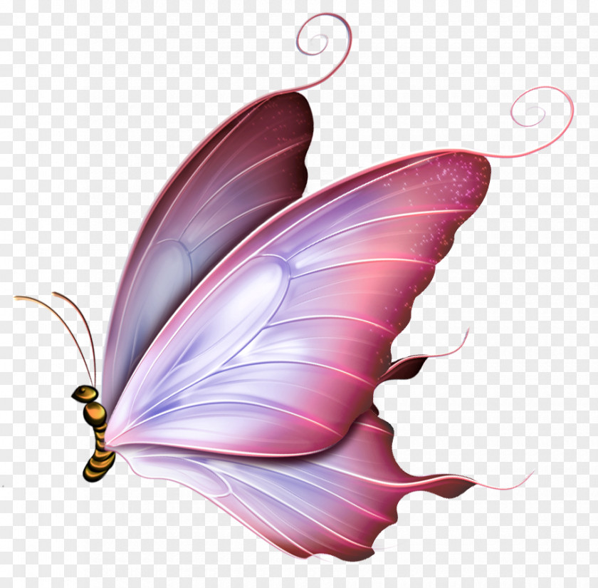 Butterfly Drawing Image Clip Art Borboleta PNG