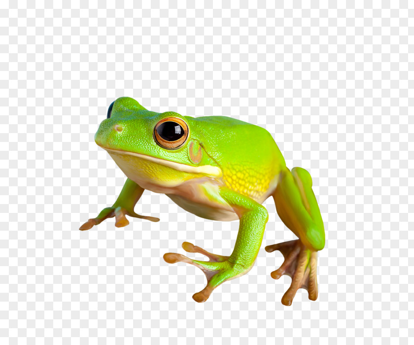 Frog American Bullfrog True Toad PNG