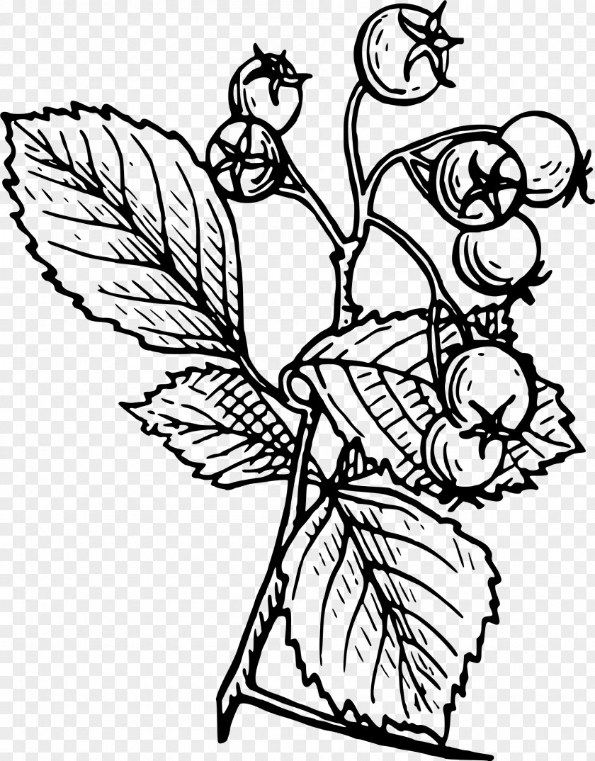 Shrub Crataegus Monogyna Tattoo Drawing Tree PNG