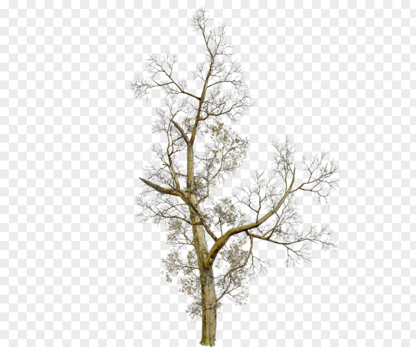 Tree PlayStation Portable Clip Art PNG