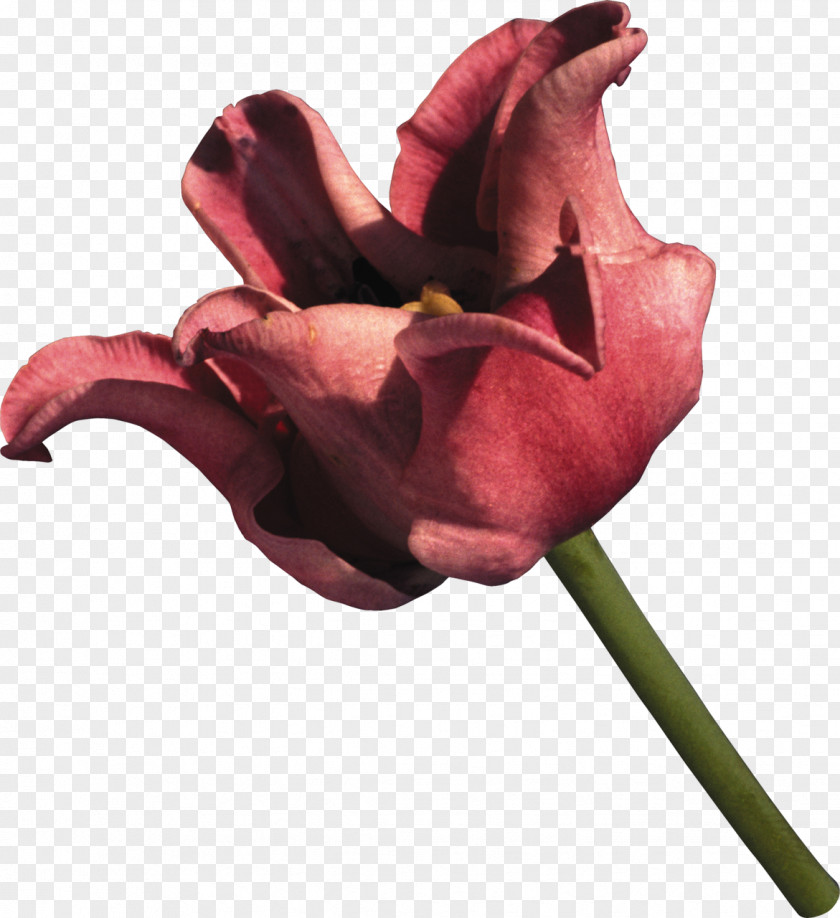 Tulip Cut Flowers Rose Clip Art PNG
