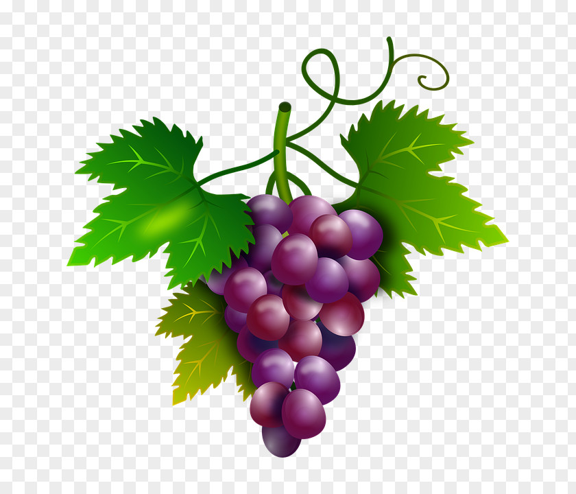Vine Border Common Grape Wine Sultana Ruby Roman PNG