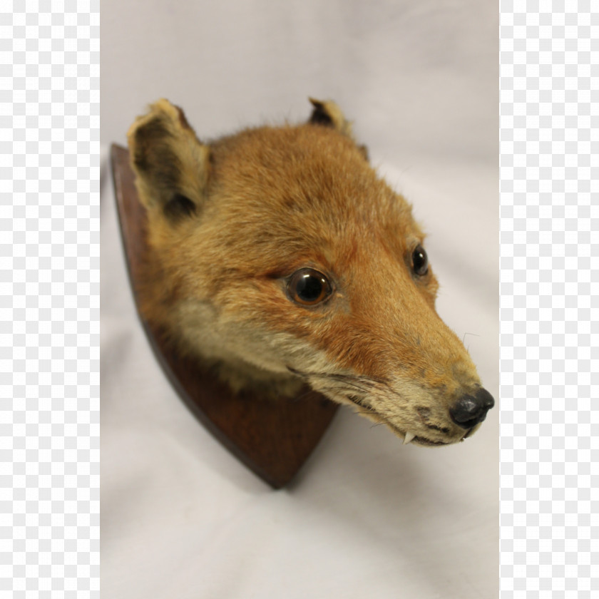 Wooden Small Stool Red Fox Dhole Price Fur PNG