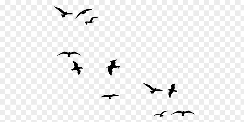 Bird Flight Gulls Swallow PNG
