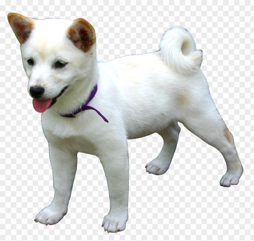 Dog Canaan Kishu Hokkaido Shiba Inu Akita PNG