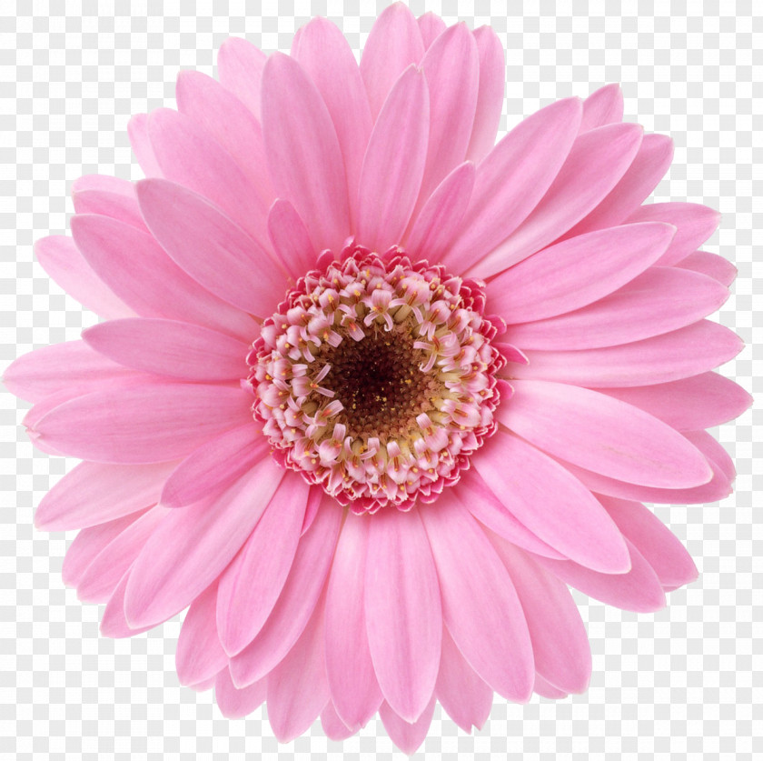 Flower Garland Desktop Wallpaper Display Resolution Transvaal Daisy Floral Design PNG