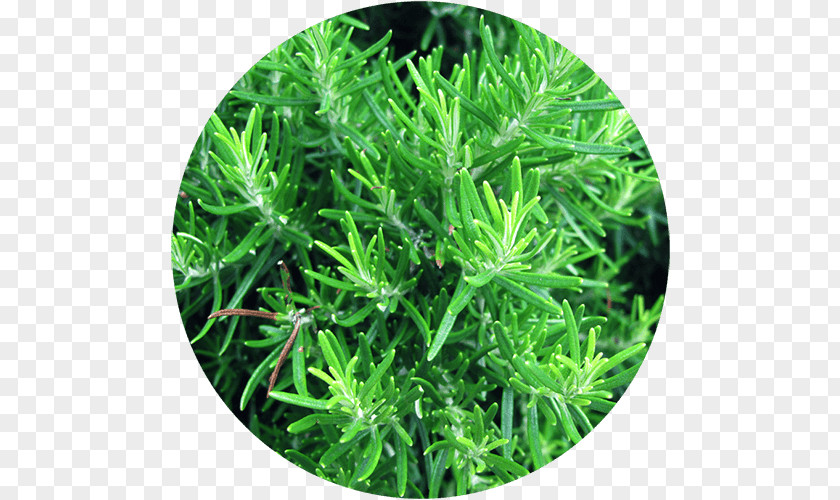 Plant Rosemary Italian Cuisine Southernwood Herb Spice PNG