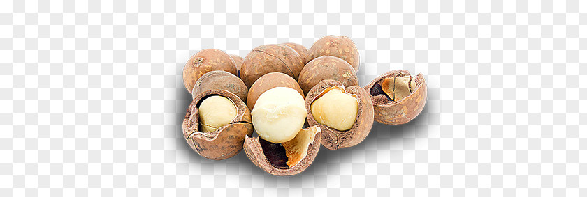 Walnut Macadamia Nut Hazelnut Nuts PNG