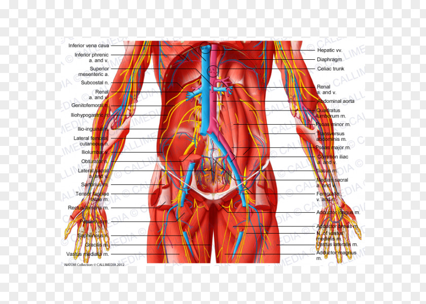 CAVA Abdomen Subcostalis Muscle Pelvis Human Body PNG