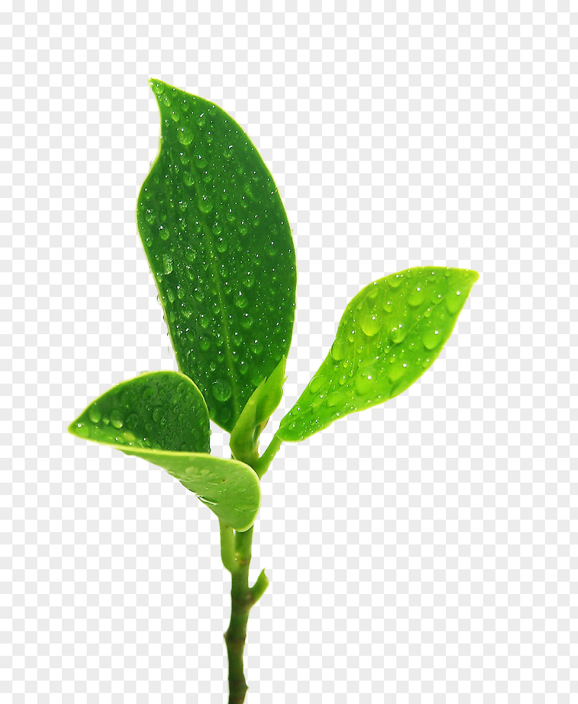 Green Leaves Leaf Drop Germination PNG