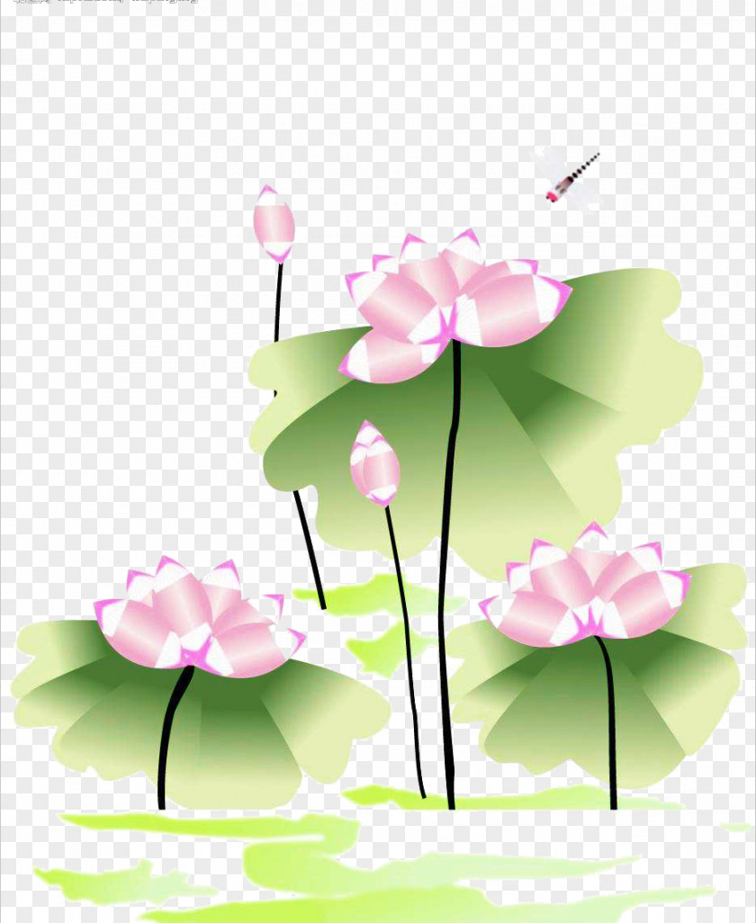 Lotus Nelumbo Nucifera Drawing Facade PNG