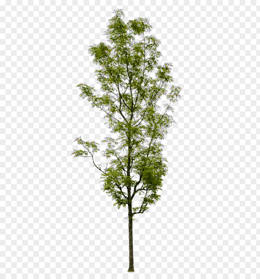 Populus Nigra Askur Tree Shrub Artificial Flower Trunk PNG