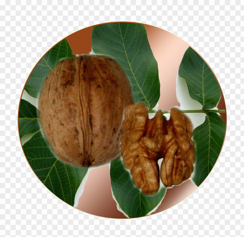 Walnut PNG