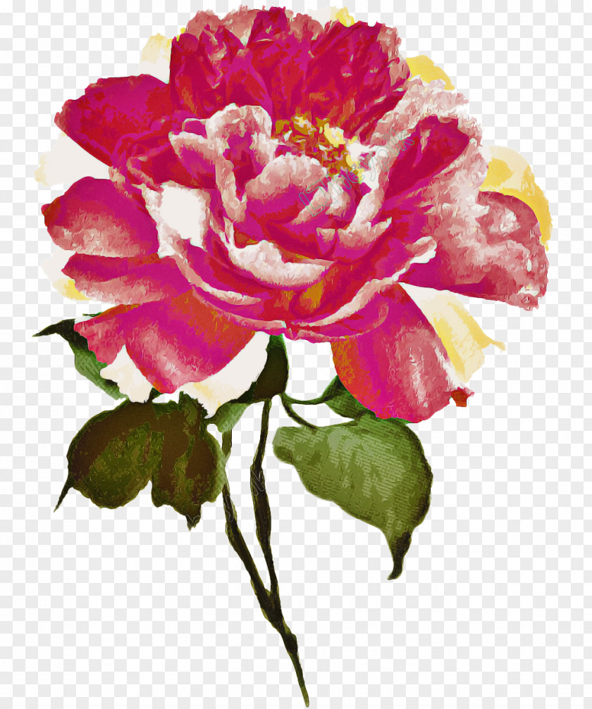 Watercolor Paint Common Peony Garden Roses PNG