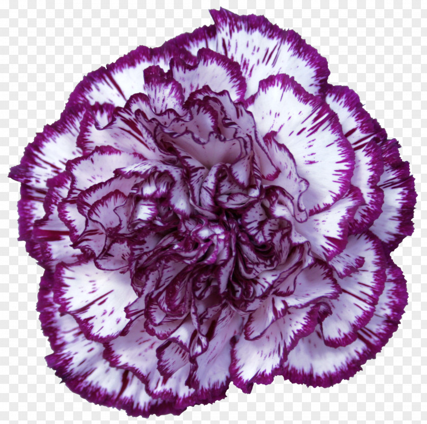 CARNATION Carnation Purple Violet Red PNG