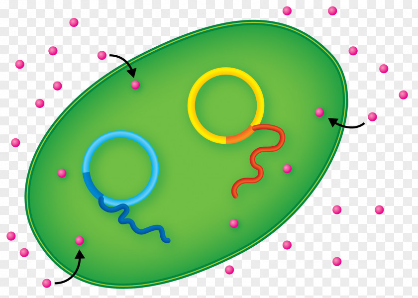 E Coli Clipart E. Protein Production International Genetically Engineered Machine Eindhoven University Of Technology PNG