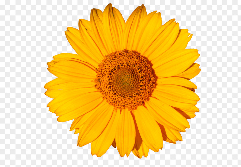 Flower Transvaal Daisy Yellow Clip Art Floral Design PNG