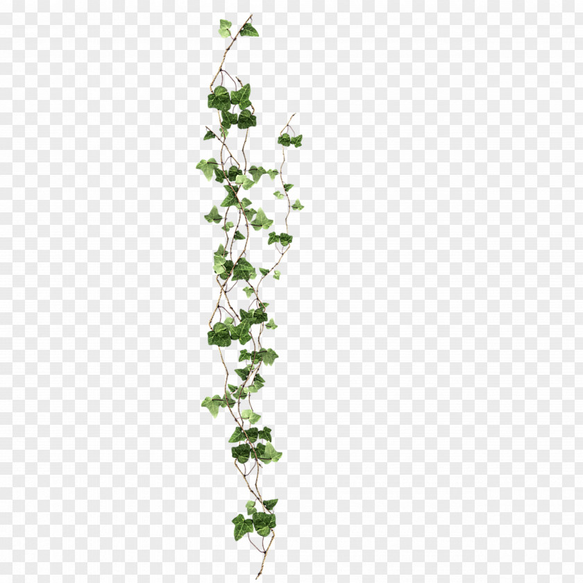 Green Ivy PNG ivy clipart PNG