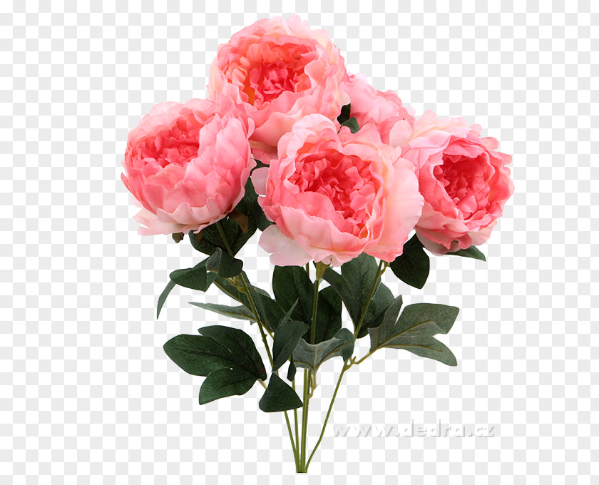Peony Garden Roses Cabbage Rose Cut Flowers Flower Bouquet PNG