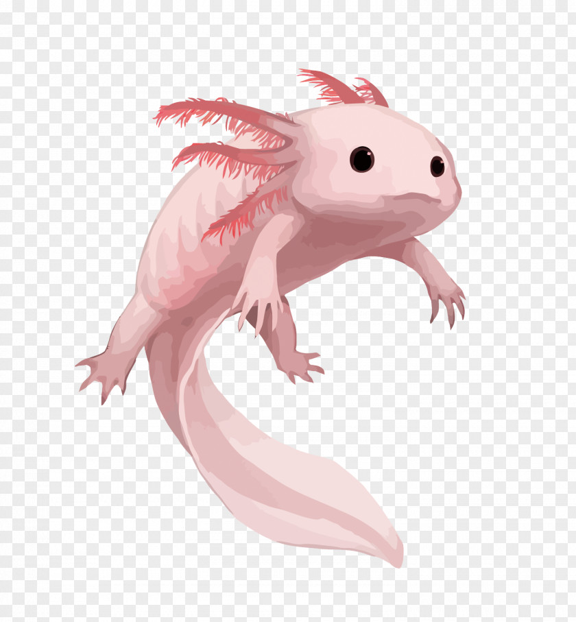 Vector Pink Salamander Axolotl Drawing Aquarium PNG