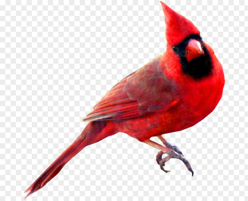Watercolor Animals Bird St. Louis Cardinals Northern Cardinal Swallow Symbol PNG