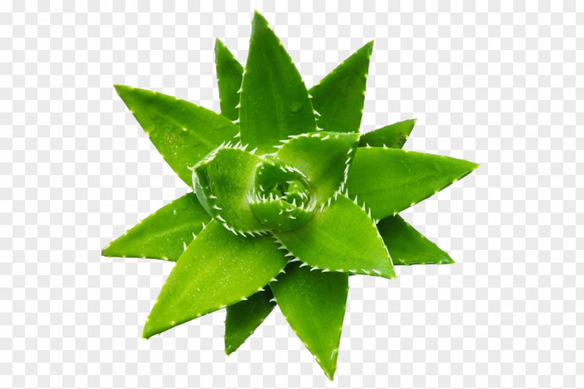 Aloe Pattern Vera Succulent Plant Emodin Seed PNG