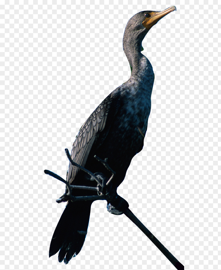 Bird Seabird Double-crested Cormorant Great PNG