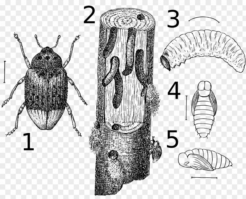 Cryptorhynchus Lapathi Larva Cryptorhynchinae Charançon PNG