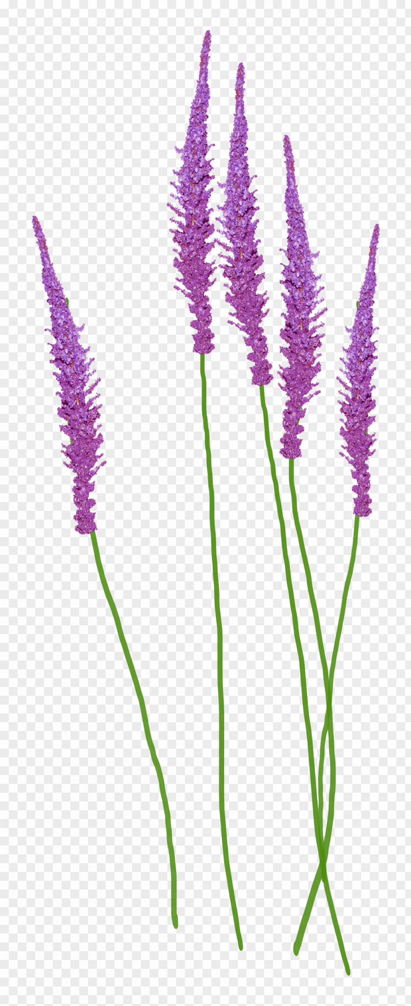 English Lavender Violet Clip Art PNG