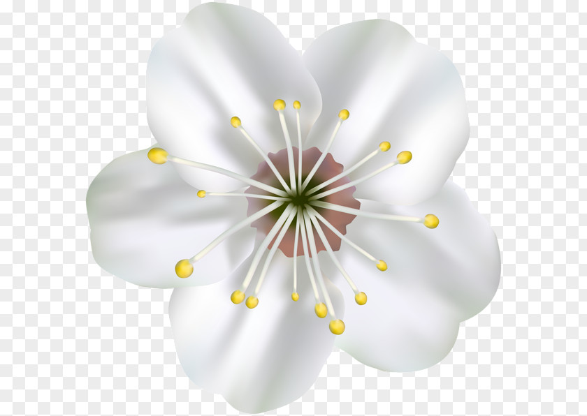 Flowers Blooming In Spring Desktop Wallpaper Animation Clip Art PNG