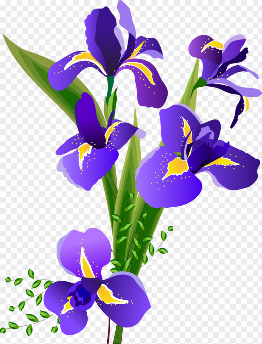 Iris Flower Irises PNG