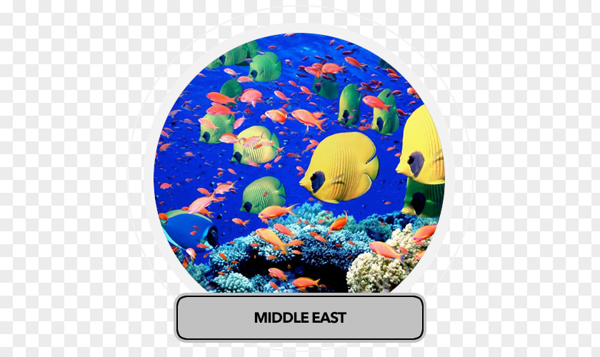 Middle East Red Sea Ocean Deep Earth PNG