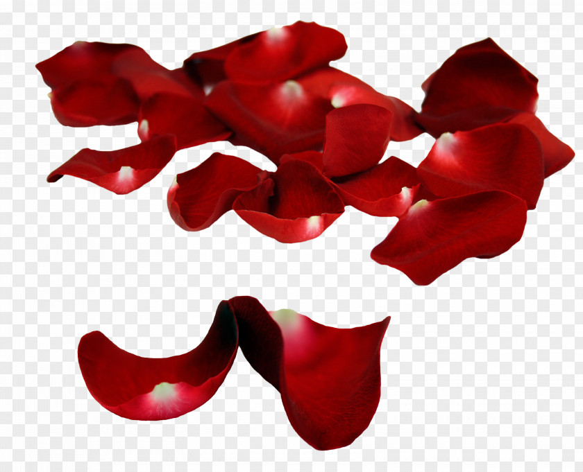 Petels Petal Garden Roses PNG