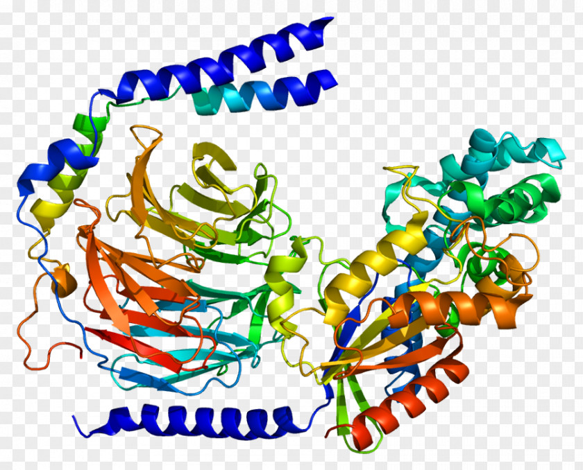 Wikipedia Gene Protein Subunit GNG2 PNG