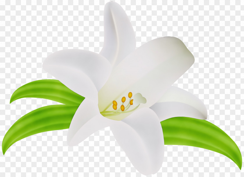 Amaryllis Family Lily White Flower PNG