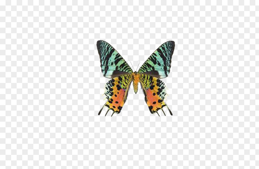 Beautiful Butterfly Uraniinae Chrysiridia Rhipheus Moth Clip Art PNG