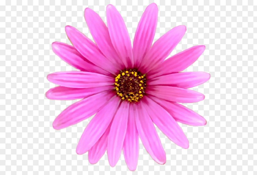 Film Still Chrysanthemum Transvaal Daisy PNG