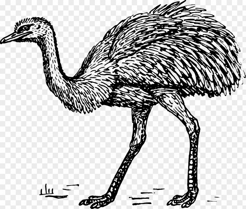 Ostrich Common Bird Greater Rhea Drawing Clip Art PNG