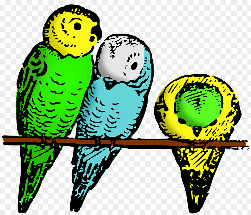 Parrot Budgerigar Bird Clip Art Parakeet PNG