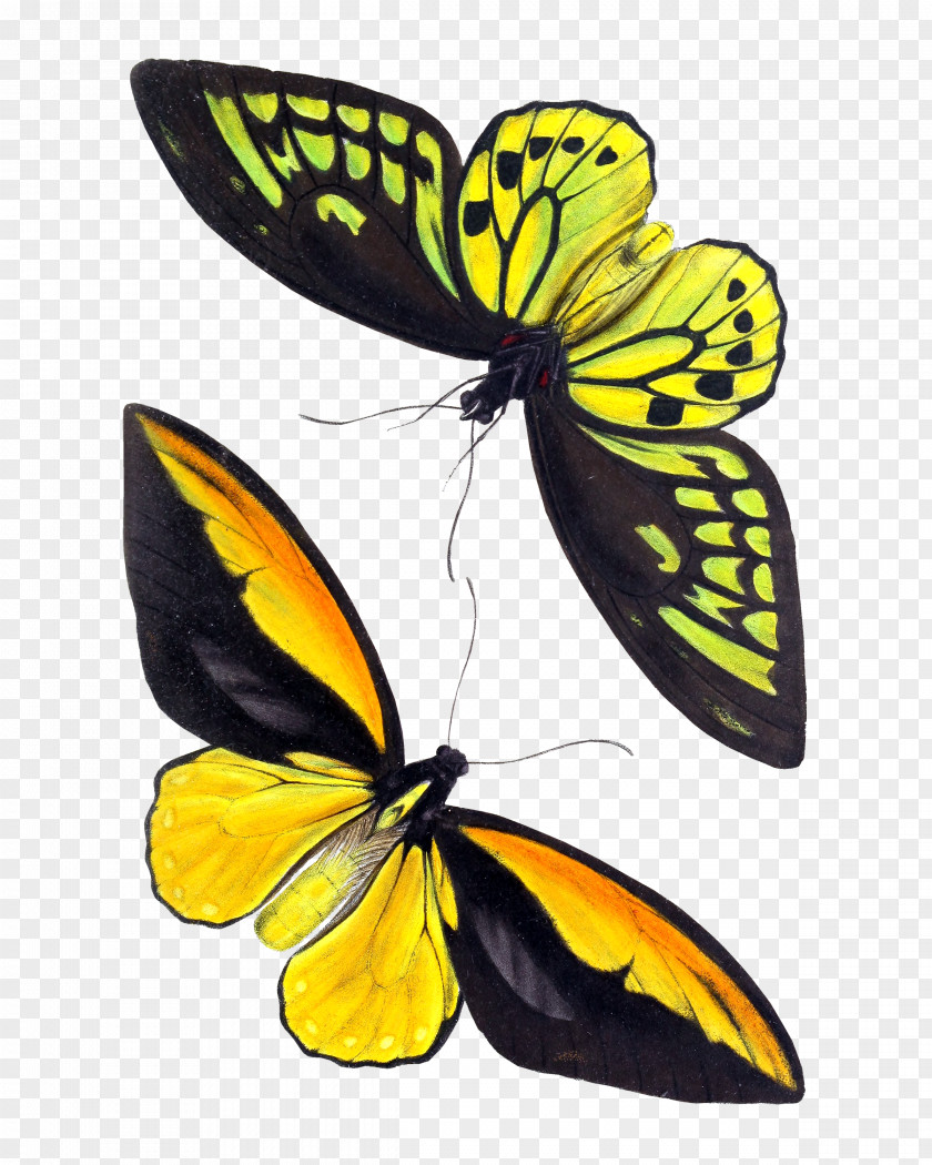 Pigeon Monarch Butterfly Insect Birdwing Ornithoptera Croesus PNG