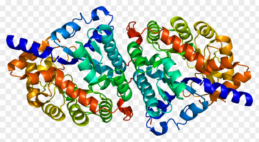 Dipeptidase 1 Membrane Dipeptide Hydrolysis PNG
