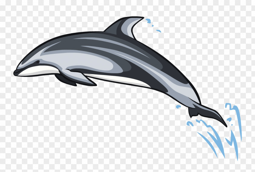 Dolphin Common Bottlenose Short-beaked White-beaked Tucuxi Wholphin PNG