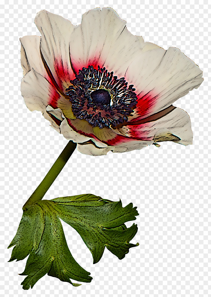 Flower Plant Petal Oriental Poppy Anemone PNG